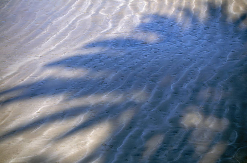 无人,横图,俯视,室外,白天,旅游,度假,美景,沙滩,植物,棕榈树,叶子,西班牙,欧洲,阴影,光线,沙子,影子,海岸,景观,绿叶,沙地,娱乐,树,树木,绿色,阳光,自然,享受,休闲,嫩叶,景色,放松,生长,成长,加纳利群岛,南欧,自然风光,加那利群岛,棕榈叶,西班牙王国,大加纳利岛,叶,叶片,海滩,棕树,棕榈,彩图,高角度拍摄