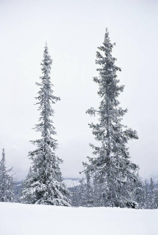 无人,竖图,室外,白天,正面,旅游,度假,美景,树林,雪,植物,大雪,积雪,景观,雪景,冬季,冬天,娱乐,树,树木,绿色,天空,自然,天,享受,休闲,景色,放松,寒冷,生长,成长,自然风光,云杉,严寒,粗皮云杉,粗枝云杉,大果云杉,针叶树,彩图