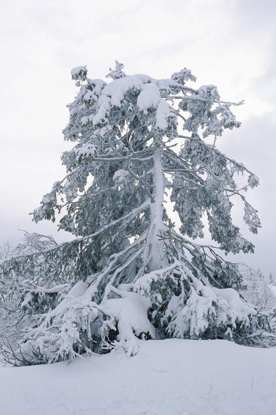 无人,竖图,室外,白天,正面,旅游,度假,美景,树林,雪,植物,大雪,积雪,景观,雪景,冬季,冬天,娱乐,树,树木,绿色,天空,自然,天,享受,休闲,景色,放松,寒冷,生长,成长,自然风光,云杉,严寒,粗皮云杉,粗枝云杉,大果云杉,针叶树,彩图