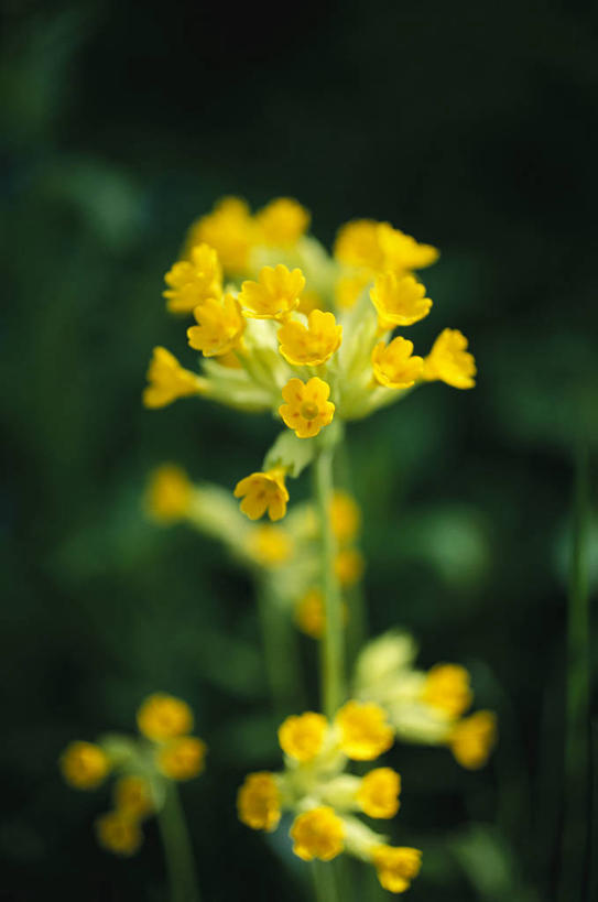 无人,竖图,室外,特写,白天,正面,美景,报春花,叶子,阴影,朦胧,模糊,盛开,光线,影子,景观,绿叶,花蕾,花,花瓣,花朵,鲜花,黄色,阳光,自然,花苞,花蕊,嫩叶,景色,自然风光,樱草,独一,仅有,唯一,唯有,惟一,惟有,黄花九轮草,莲香报春花,年景花,四季报春,叶,叶片,彩图