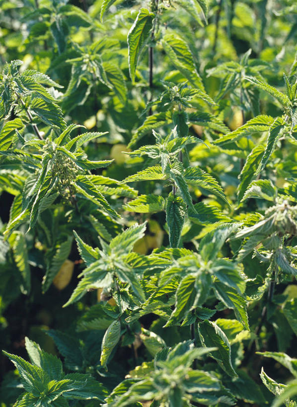 无人,农田,竖图,俯视,室外,特写,白天,庄稼,农作物,美景,植物,阴影,新鲜,光线,影子,景观,草药,药草,中药,绿色,阳光,自然,景色,青春,生命,自然风光,药材,中草药,和平,安详,中药材,本草,刺荨麻,冷色,彩图,高角度拍摄,耕地,庄稼田