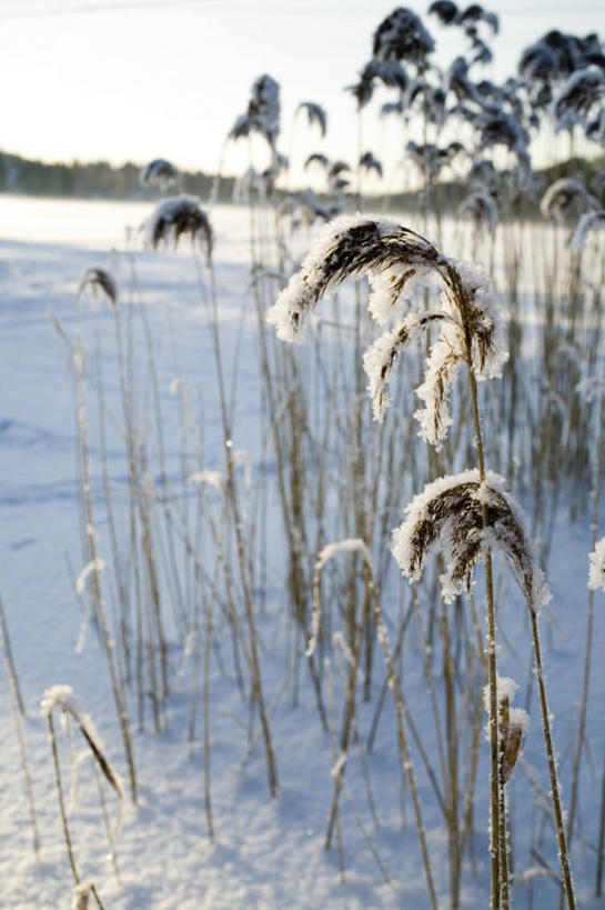 无人,竖图,室外,白天,正面,美景,雪,植物,大雪,芦苇,叶子,阴影,朦胧,模糊,光线,影子,积雪,景观,雪景,冬季,冬天,粽叶,绿叶,树,树木,蓝色,绿色,蓝天,天空,阳光,自然,天,嫩叶,景色,寒冷,生长,晴朗,成长,自然风光,万里无云,箬叶,芦苇叶,严寒,叶,叶片,晴空,晴空万里,彩图