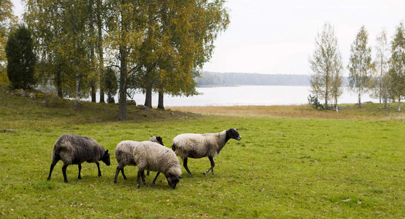 无人,走,横图,室外,白天,侧面,旅游,度假,草地,草坪,湖,湖泊,美景,树林,水,植物,羊,瑞典,欧洲,湖面,景观,水流,水面,娱乐,草,树,树木,蓝色,绿色,蓝天,天空,自然,动物,湖水,天,享受,休闲,家畜,景色,放松,牲畜,三头,生长,晴朗,成长,斯堪的纳维亚,自然风光,北欧,斯堪的纳维亚半岛,万里无云,瑞典王国,晴空,晴空万里,绵羊,步行,散步,走路,彩图,全身