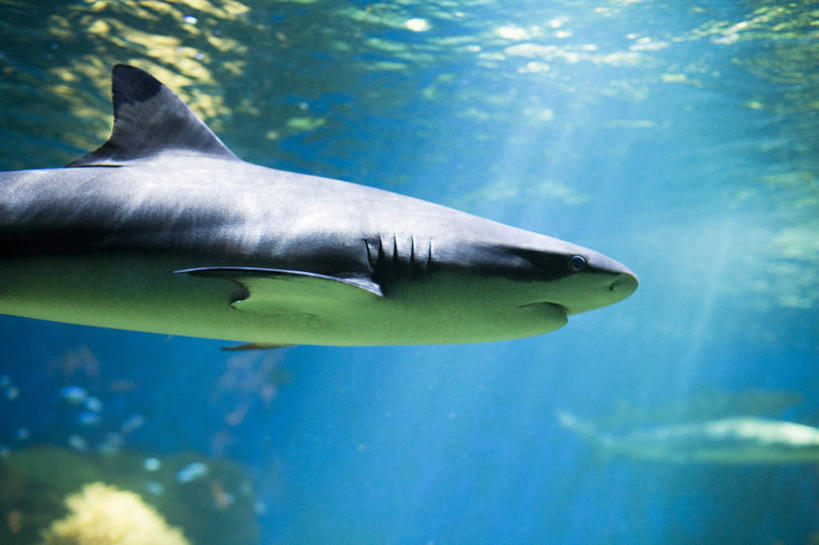 无人,横图,室外,白天,正面,海底,水下,海浪,海洋,石头,鲨鱼,许多,阴影,光线,鱼,石子,影子,浪花,水底,鱼类,海洋生物,蓝色,阳光,海水,海底世界,游动,水生动物,水生物,凶猛,海景,海底动物,大海,风浪,海,海床,海水的波动,近岸浪,石块,岩石,涌浪,沙鱼,半身,彩图