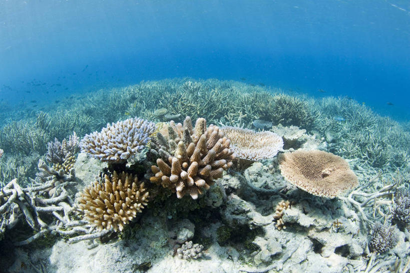 无人,横图,白天,旅游,度假,海底,水下,海洋,美景,密克罗尼西亚,珊瑚,景观,娱乐,风景,自然,享受,休闲,景色,放松,摄影,宁静,热带气候,自然风光,暗礁,彩图,特鲁克泻湖