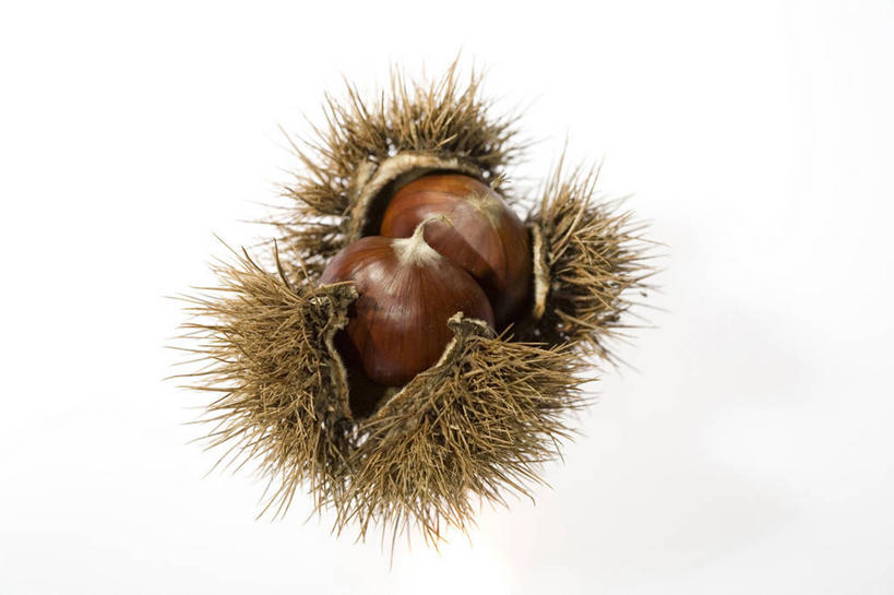 无人,横图,室内,白天,白色背景,静物,水果,栗子,食品,图像,饮食,白色,季节,摄影,影棚,外壳,锋利,尖锐,清新,摄影棚,秋天,彩图,影棚拍摄,拍摄