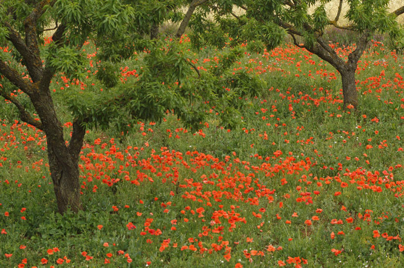 无人,横图,室外,白天,旅游,度假,美景,意大利,欧洲,地形,景观,陆地,图像,娱乐,花,树,红色,风景,自然,春天,享受,休闲,景色,放松,季节,摄影,宁静,自然风光,纯净,阿普利亚,彩图