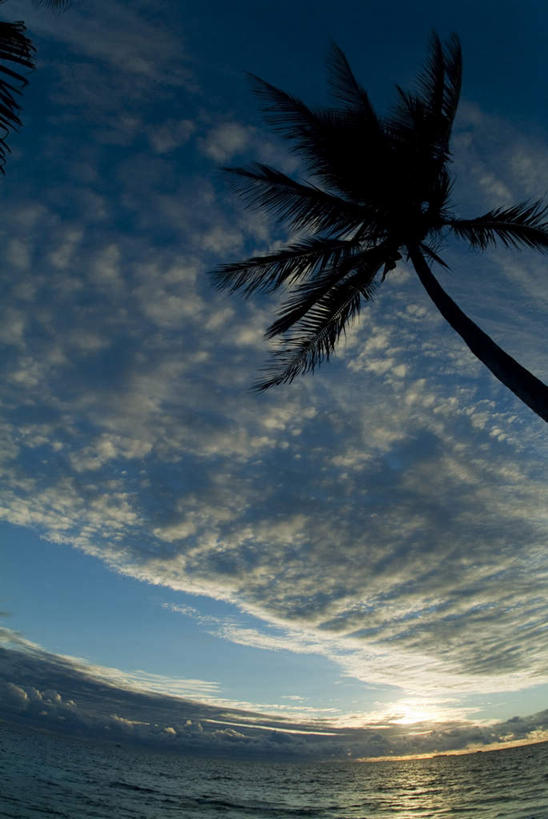 日出,海洋,棕榈树,密克罗尼西亚,亚洲,地形,云,树,风景,天空,太平洋,早晨,椰子树,彩图
