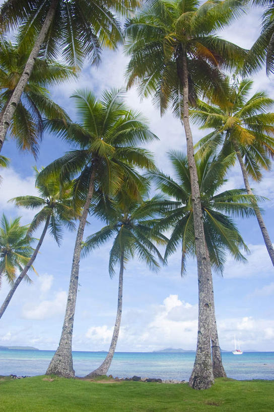 白天,海洋,棕榈树,密克罗尼西亚,亚洲,地形,风景,天空,热带气候,海滩,椰子树,彩图,沙岛