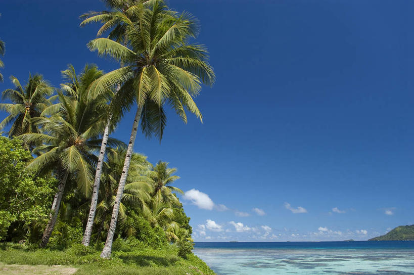 白天,海洋,棕榈树,密克罗尼西亚,亚洲,地形,风景,天空,热带气候,椰子树,彩图,沙岛