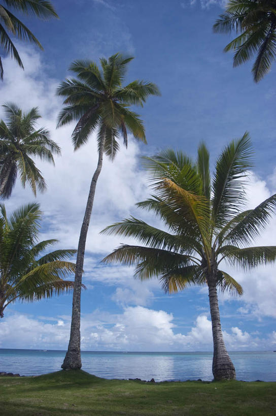 白天,海洋,棕榈树,密克罗尼西亚,亚洲,地形,云,风景,天空,热带气候,海滩,椰子树,彩图,沙岛