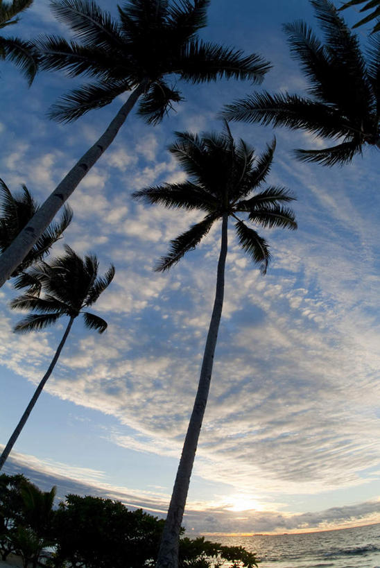 海洋,棕榈树,密克罗尼西亚,亚洲,岛,地形,云,风景,天空,热带气候,早晨,椰子树,彩图,沙岛