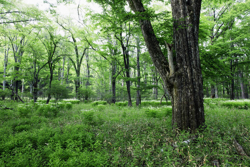 无人,横图,室外,白天,度假,美景,地形,景观,树,绿色,自然,景色,摄影,宁静,环境,简单,自然风光,橡树,环境保护,槲树,彩图,林区
