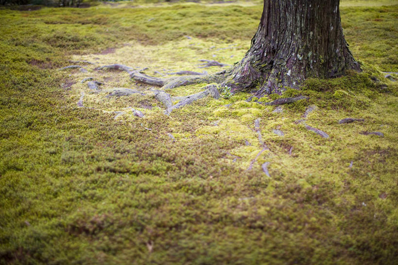 无人,横图,室外,白天,留白,美景,景观,苔藓,树,树干,自然,景色,放松,摄影,宁静,环境,简单,自然风光,橡树,纯净,环境保护,槲树,彩图,林区
