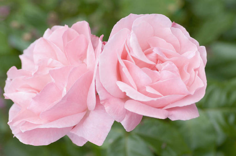 无人,横图,俯视,室外,特写,白天,爱情,幸福,纯洁,热情,美景,玫瑰,叶子,朦胧,模糊,盛开,景观,绿叶,玫瑰花,浪漫,花蕾,花,花瓣,花朵,鲜花,两朵,粉色,自然,花苞,花蕊,温暖,温馨,嫩叶,景色,恩爱,和睦,自然风光,感动,尊敬,天真,刺玫花,徘徊花,叶,叶片,彩图,高角度拍摄,融洽