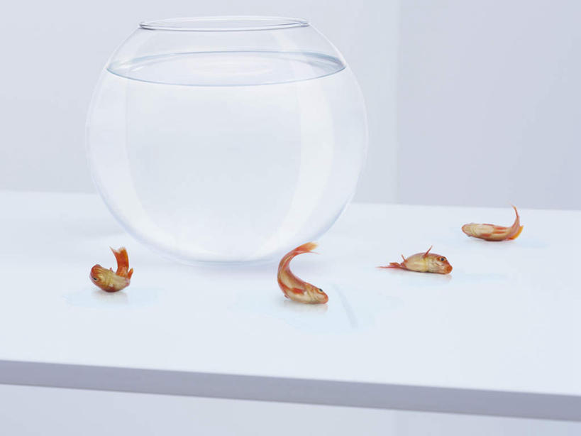 无人,躺,横图,室内,白天,白色背景,正面,桌面,桌子,玻璃,阴影,反射,木制,金鱼,鱼,影子,鱼缸,鱼类,玻璃制品,木制品,四条,橙色,摄影,影棚,死亡,观赏鱼,金鲫鱼,殒命,灭亡,卧着,躺着,卧,彩图,全身,影棚拍摄,拍摄