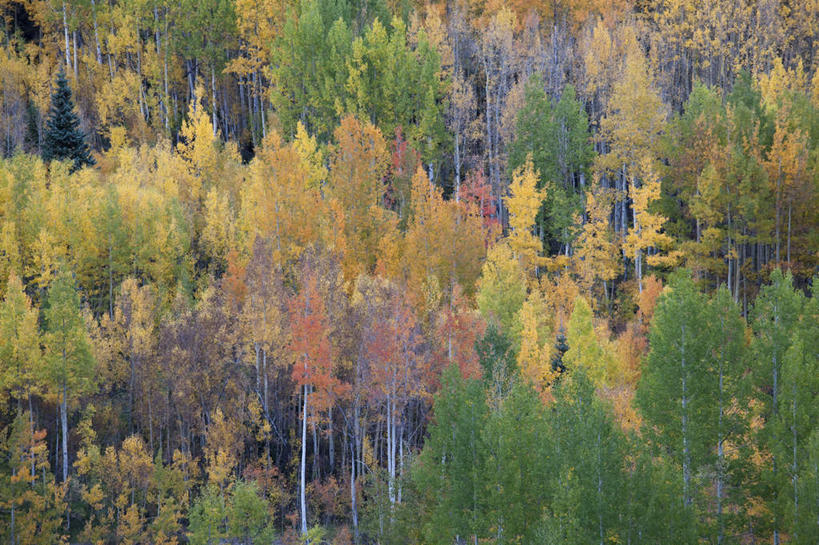 无人,横图,室外,白天,正面,旅游,度假,美景,树林,植物,美国,景观,娱乐,树,树木,排列,绿色,自然,享受,休闲,景色,放松,生长,成长,北美,北美洲,自然风光,美洲,科罗拉多州,科罗拉多,北亚美利加洲,亚美利加洲,百年州,摆列,彩图,布列,分列