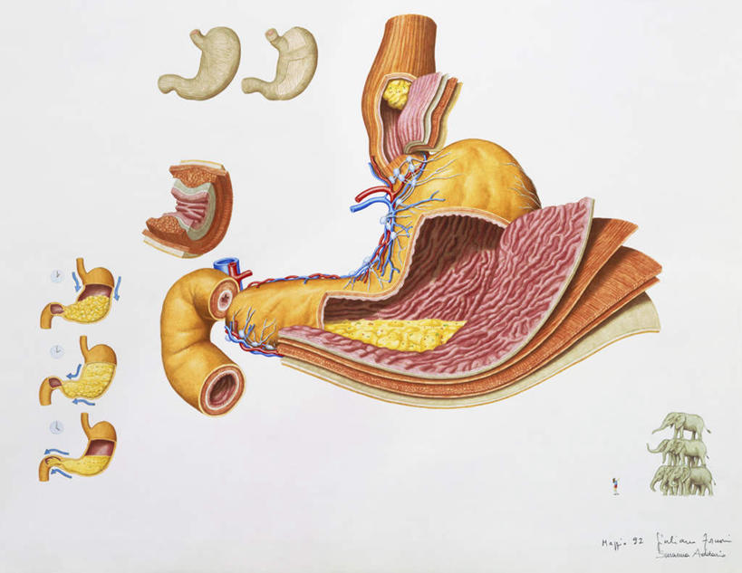 腹部,内脏,胰腺,胃,动脉,静脉,胆囊,无人,横图,插画,室内,白天,白色