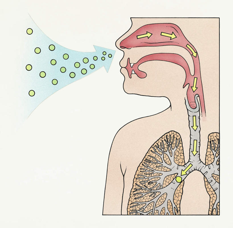 画,模型,生物,人体,电脑合成图,数码合成图,生物学,器官,合成图,吸气