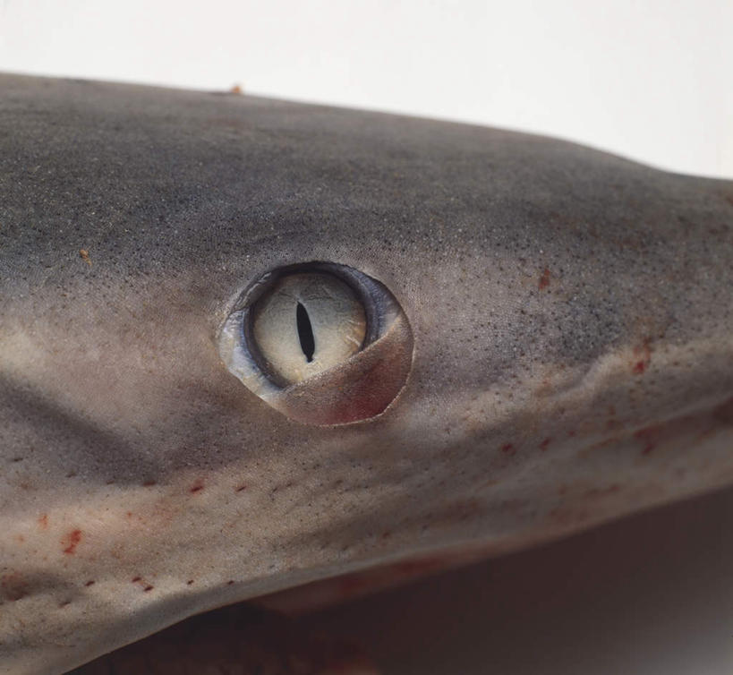 头,眼睛,无人,横图,室内,特写,白天,白色背景,侧面,鲨鱼,野生动物,瞳孔,一条,阴影,光线,影子,动物,眼部,摄影,影棚,死亡,凶猛,狭窄,殒命,灭亡,局促,狭小,残暴,凶残,头部,眼,沙鱼,半身,彩图,影棚拍摄,拍摄