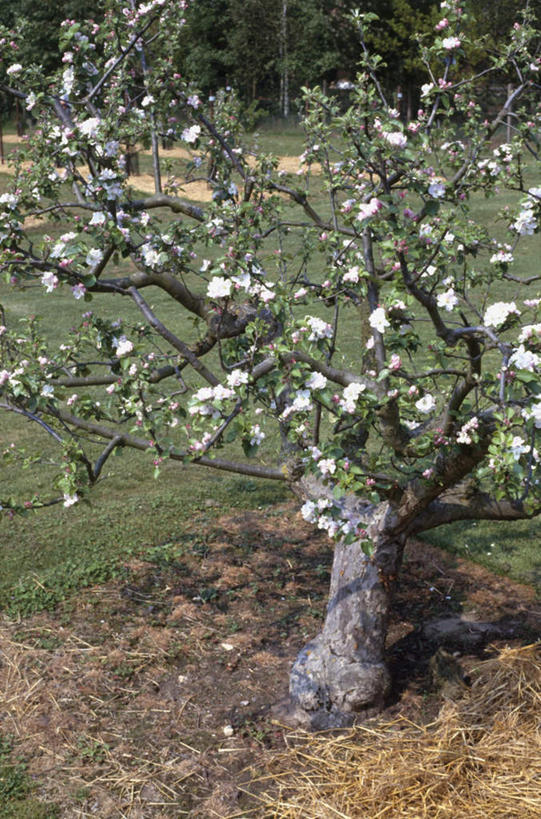 无人,花园,竖图,室外,白天,正面,旅游,度假,安全,草地,草坪,花圃,美景,植物,阴影,枯萎,美白,平静,盛开,光线,影子,景观,枯草,花蕾,娱乐,草,花,花瓣,花朵,鲜花,树,树木,黄色,绿色,白色,风景,阳光,自然,花苞,花蕊,享受,休闲,景色,放松,清热,生长,成长,风光,宁静,卫生,景物,清香,自然风光,苹果花,和平,安详,陷阱,纯真,洁净,解毒,明目,光明,风物,光景,景致,恬静,中间色,太平,朴素,清白,安适,安好,宁靖,小花园,彩图