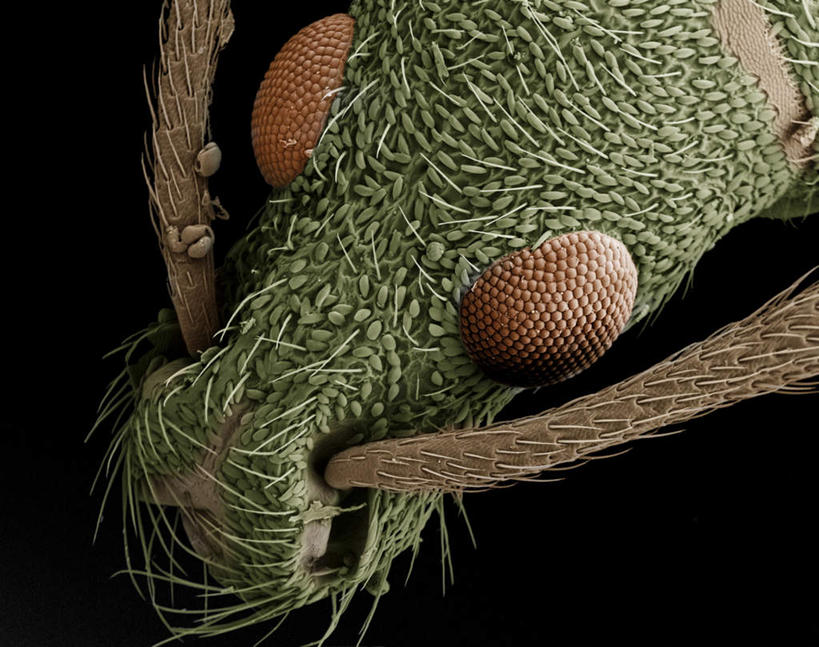 无人,站,横图,俯视,室内,特写,白天,仪器,黑色背景,检查,反射,分析,科学,昆虫,显微镜,注视,一只,绿色,动物,观察,看,站着,清晰,探索,放大,观看,仔细,透镜,察看,毛发,凸透镜,聚焦,关注,象鼻虫,光学,害虫,清楚,站立,半身,彩图,高角度拍摄