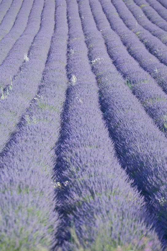 无人,竖图,俯视,室外,白天,爱情,花海,花圃,美景,植物,叶子,法国,欧洲,一排,阴影,朦胧,模糊,整齐,盛开,光线,影子,景观,浪漫,花蕾,花,花瓣,花朵,花卉,鲜花,排列,绿色,紫色,阳光,自然,香草,花丛,花束,花田,花苞,花蕊,薰衣草,景色,沃克吕兹省,队列,自然风光,呼吸,法兰西共和国,灵香草,黄香草,法兰西第五共和国,奇迹,普罗旺斯.阿尔卑斯.蓝色海岸,彩图,高角度拍摄