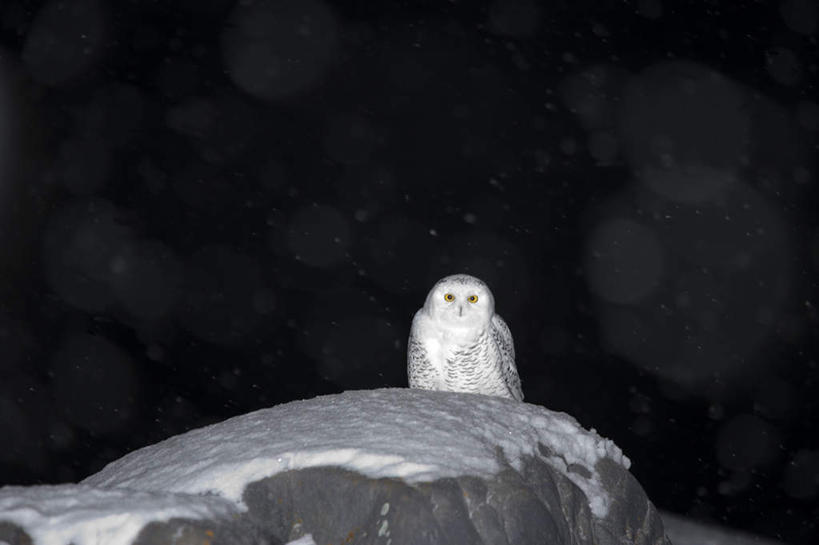 无人,站,横图,室外,夜晚,正面,石头,美景,雪,大雪,猫头鹰,鸟,野生动物,加拿大,鸟类,石子,积雪,景观,雪景,冬季,冬天,注视,一只,自然,动物,观察,看,站着,景色,寒冷,观看,察看,北美,北美洲,关注,自然风光,美洲,凶猛,雪鸮,雪枭,北亚美利加洲,亚美利加洲,严寒,白鸮,白夜猫子,雪猫头鹰,马尼托巴,马尼托巴省,曼尼托巴省,残暴,凶残,石块,岩石,鸮,枭,站立,半身,彩图