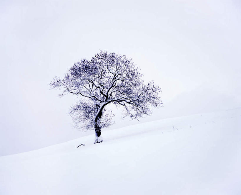 无人,横图,俯视,室外,白天,旅游,度假,美景,雪,植物,大雪,英国,欧洲,一棵,干枯,积雪,景观,雪景,冬季,冬天,娱乐,树,树木,绿色,自然,享受,休闲,景色,放松,寒冷,生长,凋落,成长,冰冷,凋谢,西欧,自然风光,脱落,大不列颠,凋零,大不列颠及北爱尔兰联合王国,严寒,冰凉,酷寒,凛冽,凛凛,极冷,大不列颠联合王国,日不落英帝国,约克郡,雕残,雕零,雕落,彩图,高角度拍摄