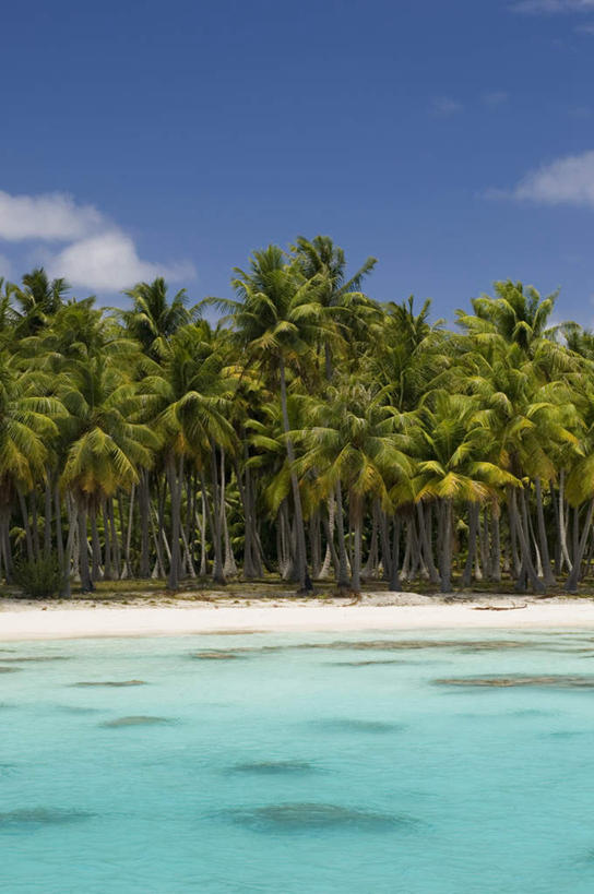 无人,竖图,室外,白天,正面,旅游,度假,海浪,海洋,美景,沙滩,植物,棕榈树,叶子,法国,欧洲,沙子,海岸,景观,浪花,云,云朵,绿叶,沙地,云彩,娱乐,树,树木,蓝色,绿色,白云,蓝天,天空,自然,海水,天,享受,休闲,嫩叶,景色,放松,生长,晴朗,成长,自然风光,海景,棕榈叶,波利尼西亚,法属波利尼西亚,法兰西共和国,法兰西第五共和国,土阿莫土群岛,叶,叶片,大海,风浪,海,海水的波动,海滩,近岸浪,涌浪,晴空,彩图