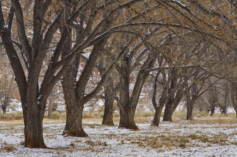 无人,横图,室外,白天,正面,旅游,度假,美景,树林,雪,植物,大雪,叶子,美国,阴影,枯萎,光线,影子,积雪,景观,雪景,冬季,冬天,枯草,枯叶,落叶,娱乐,草,树,树木,黄色,绿色,阳光,自然,享受,休闲,景色,放松,寒冷,生长,成长,杨树,北美,北美洲,犹他州,自然风光,美洲,北亚美利加洲,亚美利加洲,犹他,蜂窝之州,蜂房州,严寒,大叶杨,麻嘎勒,山杨,叶,叶片,彩图