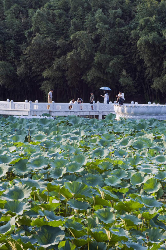 东方人,栏杆,站,走,竖图,室外,白天,正面,旅游,度假,纯洁,美景,植物,莲花,北京,中国,亚洲,五个人,游客,阴影,服装,光线,伞,影子,雨伞,栅栏,景观,篱笆,围栏,首都,许多人,扭头,注视,休闲装,黄种人,娱乐,阳伞,护栏,旅客,树,树木,衣服,绿色,阳光,自然,观察,看,站着,转头,一群人,享受,休闲,休闲服,景色,放松,服饰,生长,成长,观看,察看,富贵,神圣,关注,自然风光,东亚,纯净,中华人民共和国,北京市,京,北平,华北地区,六月花神,正直,荷花,六月春,藕花,水芙蓉,亚洲人,步行,散步,站立,走路,彩图,全身