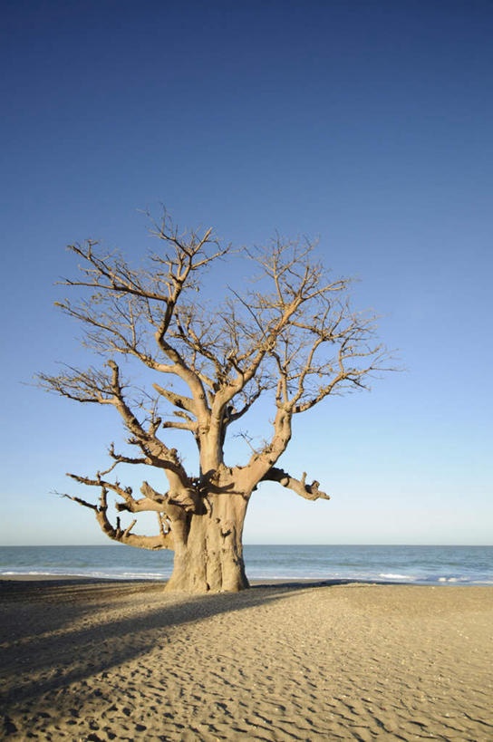 无人,竖图,室外,白天,正面,旅游,度假,海浪,海洋,美景,沙滩,植物,非洲,塞内加尔,一棵,阴影,光线,沙子,影子,海岸,景观,浪花,水平线,辽阔,海平线,沙地,娱乐,树,树木,蓝色,绿色,蓝天,天空,阳光,自然,海水,天,享受,休闲,广阔,景色,放松,生长,晴朗,成长,一望无际,自然风光,海景,万里无云,酸瓠树,波巴布树,猴面包树,猴树,猢狲缅,猢狲面,猢狲木,旅人树,死老鼠树,塞内加尔共和国,西非,无边无际,一马平川,大海,风浪,海,海水的波动,海滩,近岸浪,涌浪,晴空,晴空万里,彩图,水天相接,水天一线