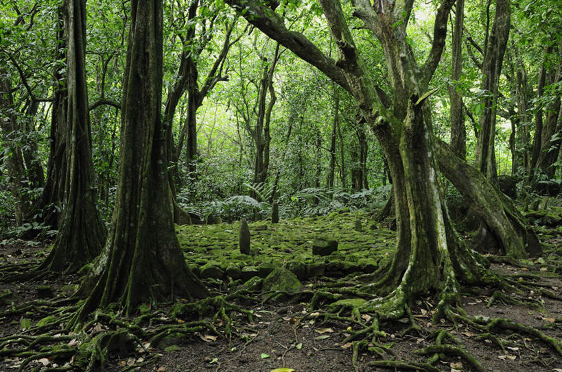 无人,横图,室外,白天,正面,旅游,度假,岛屿,美景,森林,树林,植物,叶子,美国,岛,景观,枯叶,落叶,树根,娱乐,树,树干,树木,绿色,自然,享受,休闲,景色,放松,生长,成长,北美,北美洲,自然风光,美洲,波利尼西亚,北亚美利加洲,亚美利加洲,波利尼西亚群岛,中途岛,叶,叶片,列岛,群岛,诸岛,彩图