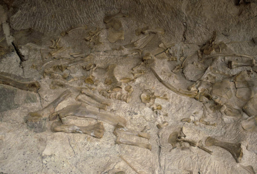 骨骼,无人,公园,横图,室外,白天,正面,旅游,度假,石头,名胜古迹,标志建筑,地标,建筑,美国,遗迹,化石,石子,墙,骨头,古迹,文物,娱乐,建设,古建筑,墙壁,墙面,享受,休闲,旅游胜地,放松,恐龙,骨架,北美,北美洲,国家公园,犹他州,美洲,凶猛,古文明,北亚美利加洲,亚美利加洲,犹他,蜂窝之州,蜂房州,保护区,灭尽,灭绝,史前动物,国家恐龙化石保护区,恐龙国家保护区,恐龙国家公园,恐龙国家纪念公园,凶残,石块,岩石,彩图