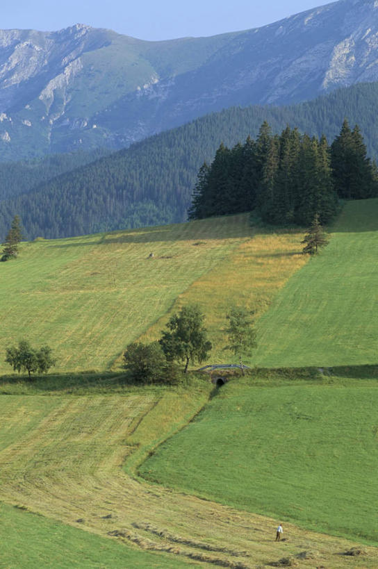 无人,农田,竖图,室外,白天,正面,旅游,度假,庄稼,农作物,草地,草坪,石头,美景,山,山脉,植物,欧洲,斯洛伐克,阴影,光线,石子,影子,景观,山峰,山峦,娱乐,草,树,树木,绿色,阳光,自然,群山,享受,休闲,旅游胜地,景色,放松,生长,成长,自然风光,中欧,斯洛伐克共和国,石块,岩石,彩图,耕地,庄稼田