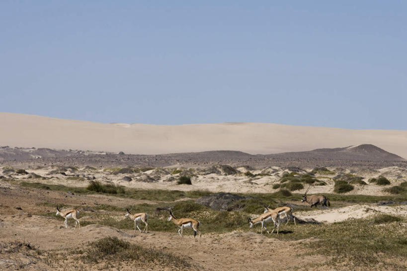 无人,走,横图,室外,白天,侧面,旅游,度假,草地,草坪,石头,美景,沙漠,山,山脉,植物,野生动物,羊,非洲,纳米比亚,一排,阴影,整齐,光线,羚羊,沙子,石子,影子,景观,山峰,山峦,注视,娱乐,草,排列,蓝色,绿色,蓝天,天空,阳光,自然,动物,群山,天,观察,看,享受,休闲,景色,放松,可爱,活泼,晴朗,五只,观看,察看,队列,关注,自然风光,沉积岩,万里无云,跳羚,纳米比亚共和国,南非小羚羊,骷髅海岸,水成岩,大漠,砂漠,石块,岩石,晴空,晴空万里,步行,散步,走路,彩图,全身
