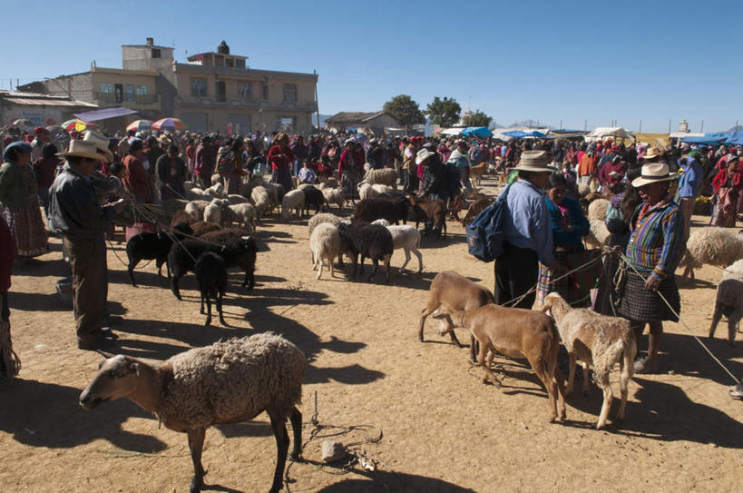 西方人,家,站,横图,俯视,室外,白天,购物,度假,消费,美景,植物,城市风光,城市,野生动物,羊,欧洲,危地马拉,欧洲人,许多,阴影,服装,朦胧,模糊,光线,影子,房屋,屋子,景观,许多人,拎,注视,休闲装,娱乐,货摊,楼房,顾客,住宅,树,树木,衣服,蓝色,绿色,蓝天,天空,阳光,自然,动物,天,观察,看,站着,一群人,享受,休闲,休闲服,景色,放松,可爱,金融,服饰,活泼,生长,晴朗,成长,观看,察看,北美,北美洲,关注,美洲,选购,贸易,万里无云,北亚美利加洲,亚美利加洲,血拼,危地马拉共和国,瓜地马拉,主顾,贩子,男人,男性,女人,女性,中年男性,中年女性,白种人,商人,晴空,晴空万里,山羊,站立,彩图,高角度拍摄,全身,房子,拎着