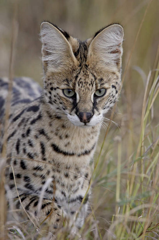 脸,头,脸颊,无人,站,竖图,室外,特写,白天,正面,旅游,度假,河流,美景,水,植物,猫,野生动物,非洲,肯尼亚,枯萎,河水,景观,水流,枯草,注视,娱乐,草,一只,黄色,倒影,自然,动物,观察,看,站着,享受,休闲,景色,放松,观看,察看,倒映,国家公园,关注,自然风光,凶猛,薮猫,阿非利加洲,肯尼亚共和国,马赛马拉国家公园,反照,残暴,凶残,头部,脸部,脸蛋,面部,站立,半身,彩图