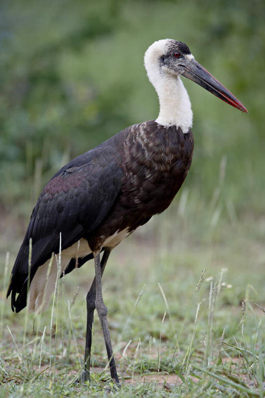无人,站,竖图,室外,白天,侧面,草地,草坪,美景,植物,鸟,非洲,南非,一头,阴影,朦胧,模糊,光线,鸟类,影子,景观,注视,草,树,树木,绿色,阳光,自然,观察,看,站着,景色,生长,成长,观看,察看,鹳,关注,自然风光,阿非利加洲,白颈鹳,南非共和国,站立,彩图,全身