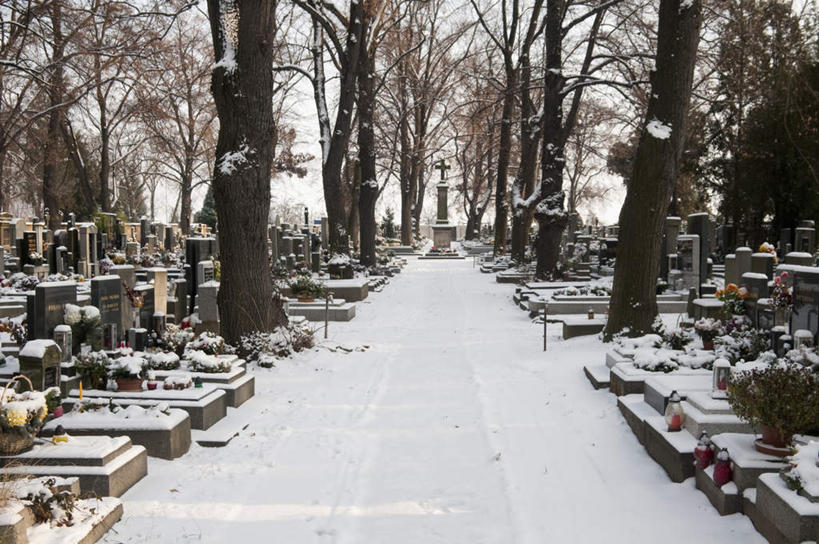 积雪,雪景,冬季,冬天,首都,娱乐,树,树木,排列,绿色,阳光,自然,墓碑