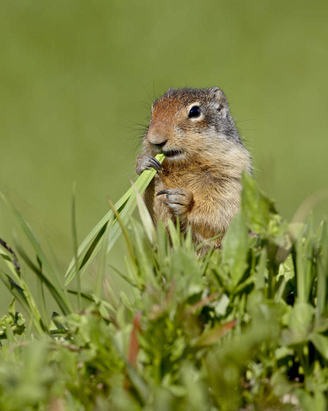 无人,公园,站,吃,竖图,室外,特写,白天,正面,旅游,度假,草地,草坪,美景,植物,野生动物,美国,咬,阴影,朦胧,模糊,光线,影子,景观,注视,娱乐,草,一只,绿色,阳光,自然,动物,松鼠,观察,看,站着,享受,休闲,景色,放松,可爱,活泼,观看,咬着,察看,北美,北美洲,关注,自然风光,美洲,地松鼠,蒙大拿州,北亚美利加洲,亚美利加洲,蒙大拿,长空之乡,财富之州,冰河公园,冰河国家公园,嚼,食,站立,彩图,全身