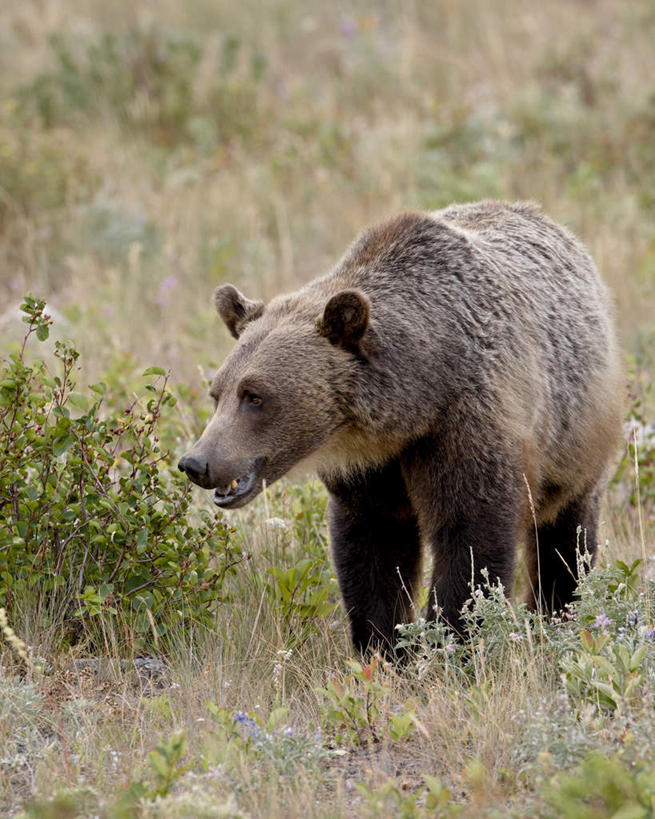 无人,公园,站,竖图,俯视,室外,白天,旅游,度假,草地,草坪,美景,植物,野生动物,熊,美国,一头,阴影,朦胧,模糊,光线,影子,景观,注视,娱乐,草,绿色,阳光,自然,动物,观察,看,站着,享受,休闲,景色,放松,观看,察看,北美,北美洲,关注,自然风光,美洲,凶猛,蒙大拿州,北亚美利加洲,亚美利加洲,蒙大拿,长空之乡,财富之州,冰河公园,冰河国家公园,残暴,凶残,棕熊,马熊,站立,彩图,高角度拍摄,全身