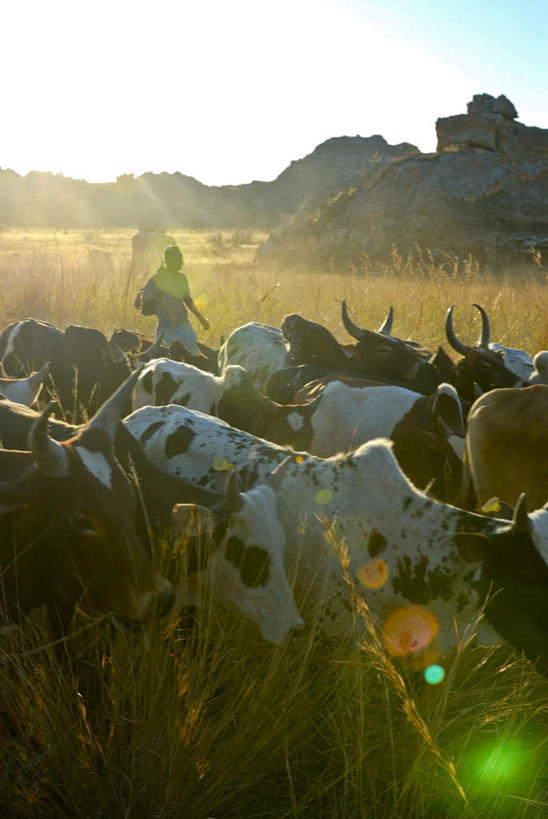 西方人,一个人,走,竖图,室外,白天,正面,旅游,度假,石头,美景,山,山脉,植物,牛,欧洲,非洲,马达加斯加,黑人,欧洲人,仅一个男性,仅一个人,仅一个中年男性,一排,许多,阴影,花纹,服装,枯萎,整齐,光线,石子,影子,景观,山峰,枯草,乳牛,山峦,很多,注视,休闲装,娱乐,草,排列,衣服,黄色,蓝色,蓝天,天空,阳光,自然,动物,群山,天,观察,看,享受,休闲,休闲服,家畜,景色,放松,服饰,牲畜,晴朗,观看,察看,队列,关注,自然风光,斑纹,万里无云,马达加斯加共和国,图利亚拉,图利亚拉省,男人,男性,中年男性,非洲人,石块,岩石,晴空,晴空万里,奶牛,步行,散步,走路,彩图,全身