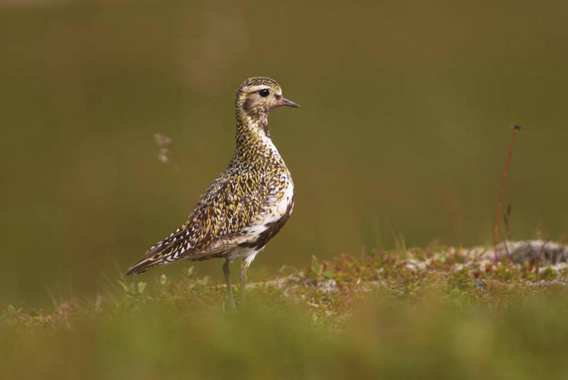 无人,站,横图,俯视,室外,特写,白天,草地,草坪,美景,植物,鸟,阴影,朦胧,模糊,光线,鸟类,影子,景观,注视,草,一只,绿色,阳光,自然,观察,看,站着,景色,观看,察看,关注,自然风光,鸻,站立,彩图,高角度拍摄,全身