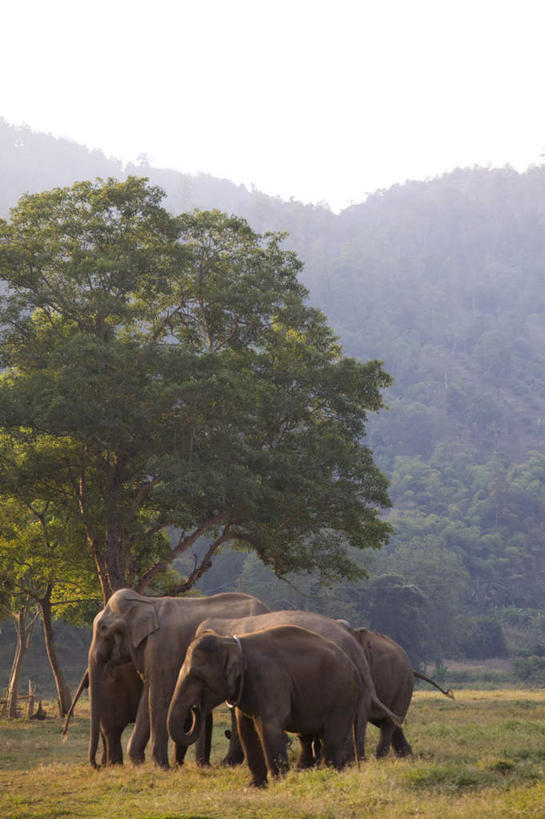 无人,站,竖图,室外,白天,正面,旅游,度假,草地,草坪,美景,植物,哺乳动物,大象,野生动物,泰国,亚洲,阴影,无头,光线,影子,景观,注视,娱乐,草,树,树木,蓝色,绿色,蓝天,天空,阳光,自然,动物,天,观察,看,站着,享受,休闲,景色,放松,东南亚,生长,晴朗,成长,观看,察看,关注,自然风光,万里无云,泰王国,清迈府,清迈省,晴空,晴空万里,象,站立,彩图,全身