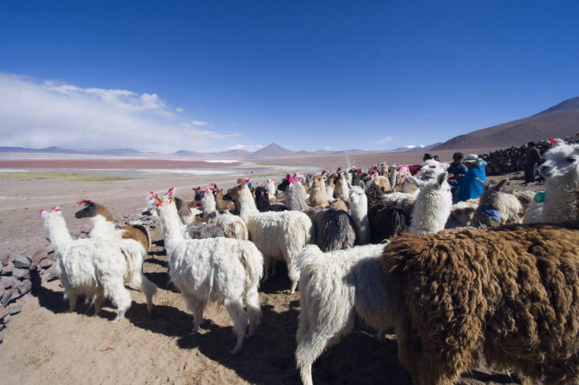 无人,农场,站,横图,室外,白天,正面,旅游,度假,畜牧业,牧场,美景,山,山脉,野生动物,玻利维亚,许多,阴影,光线,影子,景观,山峰,云,云朵,山峦,云彩,注视,娱乐,蓝色,白云,蓝天,天空,阳光,自然,动物,群山,天,观察,看,站着,享受,休闲,景色,南美,放松,可爱,活泼,晴朗,观看,察看,南美洲,拉丁美洲,关注,自然风光,羊驼,美洲,畜牧,牧业,亚美利加洲,南亚美利加洲,驼羊,玻利维亚多民族国,美洲驼,晴空,站立,半身,彩图