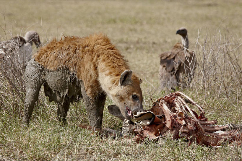 无人,站,吃,横图,室外,白天,正面,旅游,度假,美景,植物,斑马,狗,马,野生动物,非洲,坦桑尼亚,咬,阴影,枯萎,光线,影子,景观,枯草,树桩,注视,娱乐,草,树,树干,黄色,阳光,自然,动物,观察,看,站着,享受,休闲,木桩,景色,放松,可爱,牲畜,活泼,观看,咬着,察看,关注,自然风光,凶猛,鬣狗,斑点土狼,斑鬣狗,东非,坦桑尼亚联合共和国,残暴,凶残,嚼,食,站立,彩图,全身