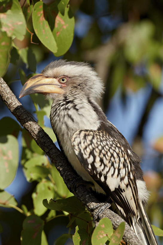 无人,动物园,站,竖图,室外,特写,白天,侧面,美景,植物,鸟,叶子,非洲,南非,阴影,朦胧,模糊,光线,鸟类,影子,景观,绿叶,枝条,注视,树,树木,树枝,一只,阳光,自然,观察,看,站着,嫩叶,景色,观看,察看,国家公园,关注,自然风光,犀鸟,克鲁格国家公园,黄嘴犀鸟,阿非利加洲,德兰士瓦省,南非共和国,虬枝,枝杈,叶,叶片,站立,彩图,全身