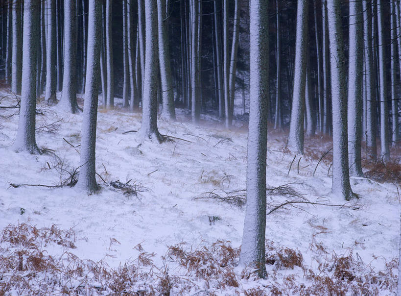 无人,横图,室外,白天,正面,旅游,度假,美景,树林,雪,植物,大雪,英国,欧洲,一排,阴影,整齐,光线,影子,积雪,景观,雪景,冬季,冬天,娱乐,英格兰,树,树木,排列,绿色,阳光,自然,享受,休闲,景色,放松,寒冷,生长,成长,西欧,队列,自然风光,大不列颠,大不列颠及北爱尔兰联合王国,严寒,大不列颠联合王国,日不落英帝国,英吉利,坎布里亚,坎布里亚郡,彩图